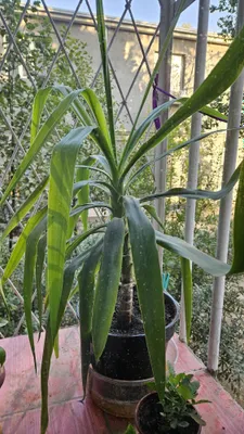 Домашний юкка. Как точно называется растение не знаю.