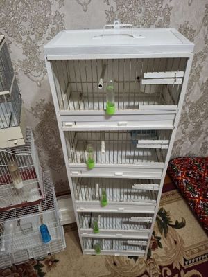 Kanareyka qafaslari