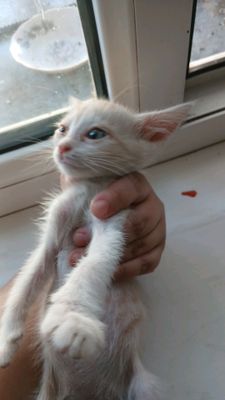 mushuk bolalari