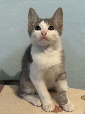 Отдаются котята в добрые руки