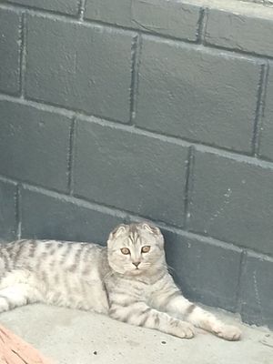 Ayol, urğochi 1yosh yahshı boqilgan