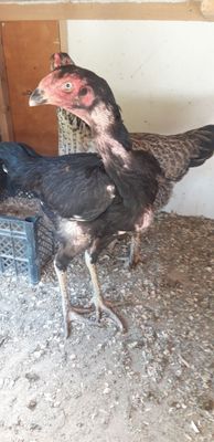 Pataki tovuq bilan Dakan tovuq