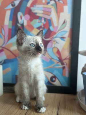 Отдам котят очень красивые