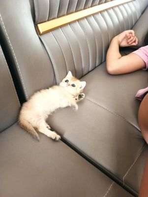 Продается чистокровная британская шиншила