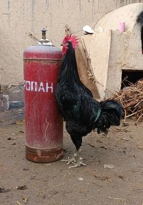 Gigant qora shaxzoda Tuxumlariga zakaz olamiz