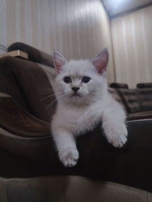 Britanskiy shinshila