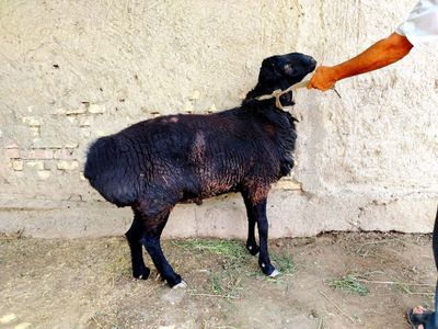 Кора Кучкор 2 ёшар