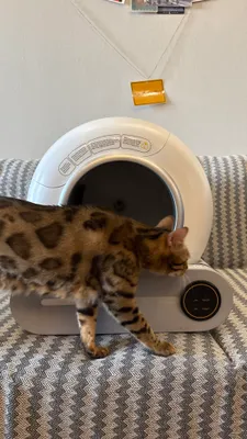 Автоматический лоток для кошек Smart Life