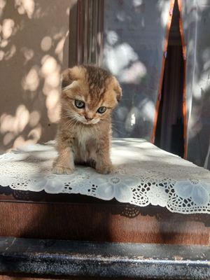 Золотая шиншилла 2 та
