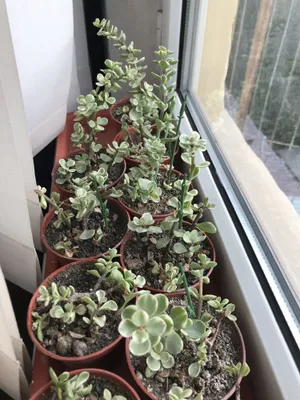 Продам партулакарию вариегатную