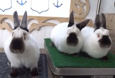 Калифорнийский кролик