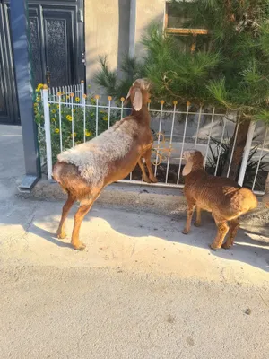 Arashan ona bola sotiladi soglom