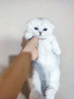 Придётся серебристый шыншыла котёнок мальчик