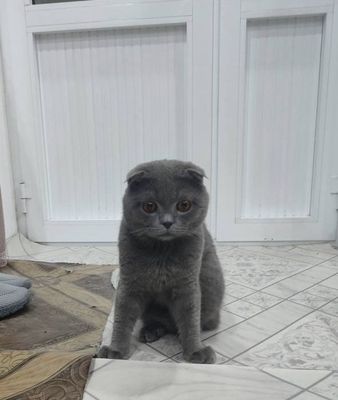 Scottish Fold пародали мушугимиз сотилади