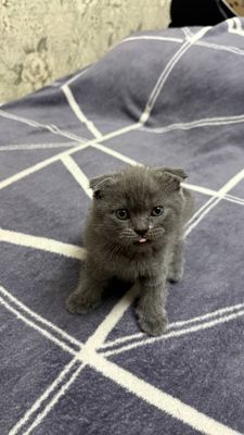 Котята на продажу, Скотиш Фолд-Страйт
