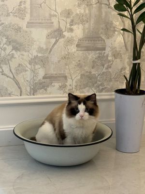 Vyazka -ragdoll mushuk