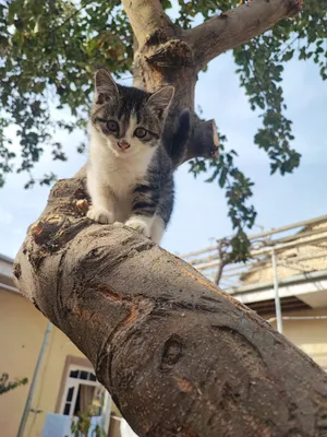 Киз бола мушукча мехрибон кулларга берилади.