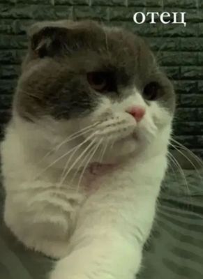вислоухие котята
