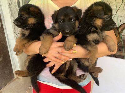 Немецкие овчарки