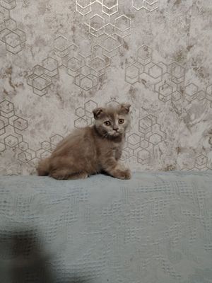 Котёнок Скоттиш фолд, девочка