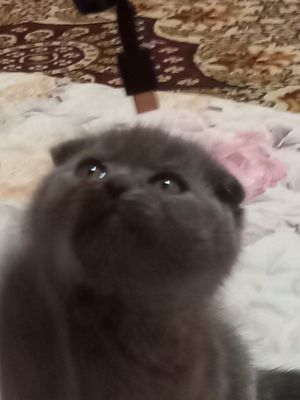 Шотландские вислоухие кошки