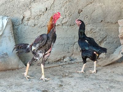 Kulangi va brama tovuq tuxumlari sotiladi