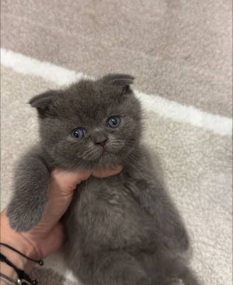 Scottish Fold котенок