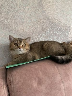 Шиншила девочка