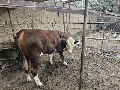 Buqa sotilad Nazarbekda