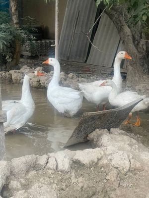 Ğozlar sotiladi hammasi 800 ming soʻm