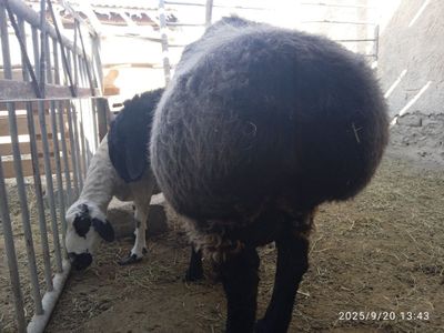 Зотли хисори кучкор ва 4та тугадиган она куй