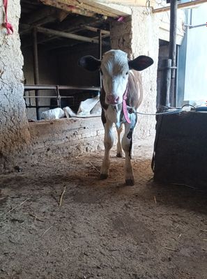 Ona bola sigir 15 ta + suti bor