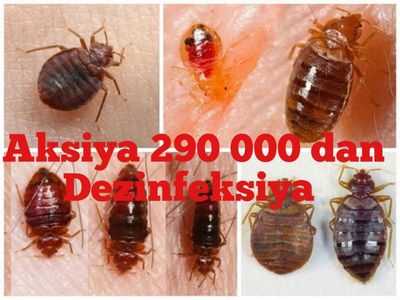 Dezinfeksiya klopa klop klapa Уничтожение тараканов клопов