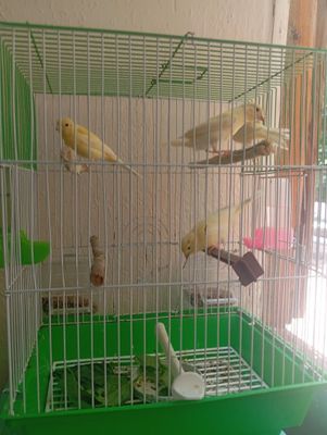 Тройник кушлар 4 ойлик