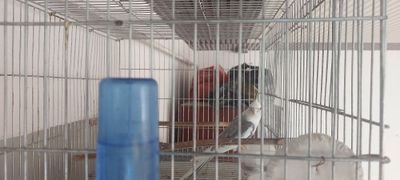 Попугай Карелла пакистан