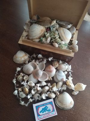 Ракушки, разные по форме и цене