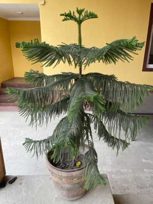 Ajayib bolgan ofislar uchun gul.