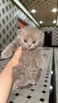 Scottish fold Liloviy okras 2 oylik Qizca Aktiv Naturalka vlajni suxo