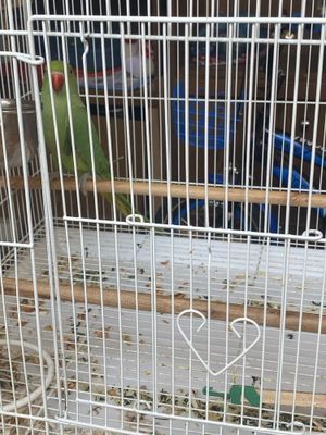 Продаётся ожереловый попугай срочно