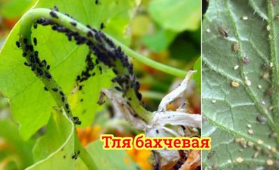 Садовник Сад, огород, дача, оброботка фумигация против тли и насекомых