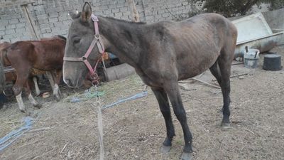 1 йошли той сотилади