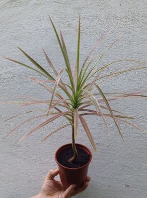 Драцена ( Dracaena marginata 'Tricolor' ). Цветы для дома и офиса.