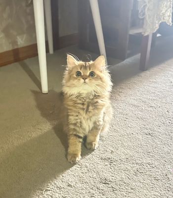 Продается кошка шиншилла