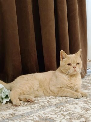 mushuk koshka