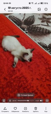 Сиамский котенок
