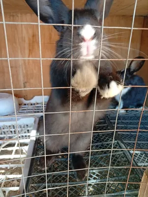 Quyonlar kotta va kichik