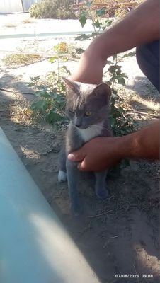 Mushuk chiroyli kõk oq shiringina beozor yosh yoshlikdan mehr bn katta