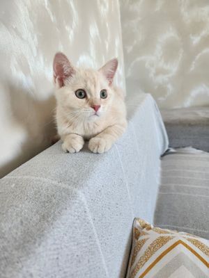 Котёнок на продаже
