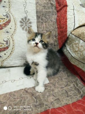 Продам породистых котят