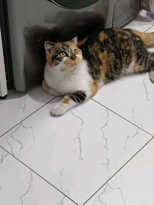 вислоухая кошка
